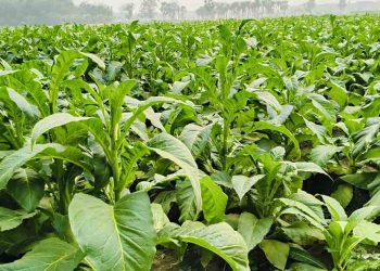 পার্বত্যাঞ্চলে তামাকের আগ্রাসনে কৃষিজমি হুমকির মুখে, বাড়ছে স্বাস্থ্যঝুঁকি