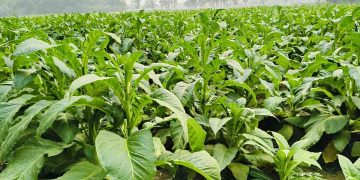 পার্বত্যাঞ্চলে তামাকের আগ্রাসনে কৃষিজমি হুমকির মুখে, বাড়ছে স্বাস্থ্যঝুঁকি