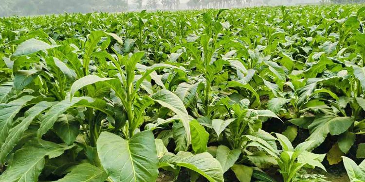 পার্বত্যাঞ্চলে তামাকের আগ্রাসনে কৃষিজমি হুমকির মুখে, বাড়ছে স্বাস্থ্যঝুঁকি