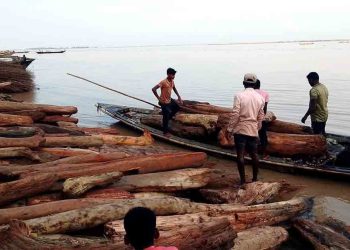 ভারত থেকে ভেসে আসা গুঁড়ি কুড়িগ্রামে ‘লাল চন্দন’ ভেবে বিক্রির ধুম