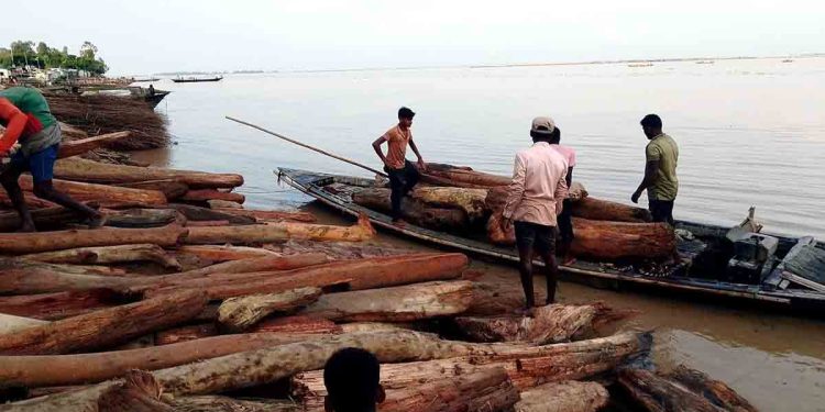 ভারত থেকে ভেসে আসা গুঁড়ি কুড়িগ্রামে ‘লাল চন্দন’ ভেবে বিক্রির ধুম