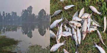 চাঁপাইনবাবগঞ্জে রাতের অন্ধকারে পুকুর থেকে সাড়ে ৯ লাখ টাকার মাছ চুরি করলো দুর্বৃত্তরা