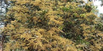 রংপুরে মুকুলে ছেয়ে গেছে আম গাছ, চলতি মৌসূমে বিপুল পরিমান আম উৎপাদনের সম্ভাবনা  