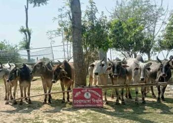 চাঁপাইনবাবগঞ্জ সীমান্তে বিজিবির অভিযানে ১০ ভারতীয় গরু জব্দ