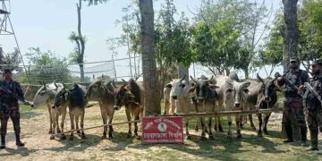 চাঁপাইনবাবগঞ্জ সীমান্তে বিজিবির অভিযানে ১০ ভারতীয় গরু জব্দ