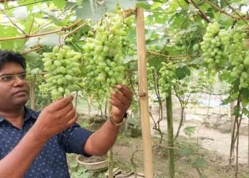 কুড়িগ্রামের ফুলবাড়ীতে আঙ্গুর চাষে সফল এক ব্যাংক কর্মকর্তা