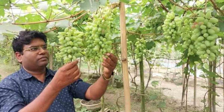 কুড়িগ্রামের ফুলবাড়ীতে আঙ্গুর চাষে সফল এক ব্যাংক কর্মকর্তা