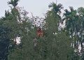 কুড়িগ্রামে নিখোঁজ নারী গাছের ডালে অস্বাভাবিক অবস্থায় উদ্ধার, এলাকায় চাঞ্চল্য
