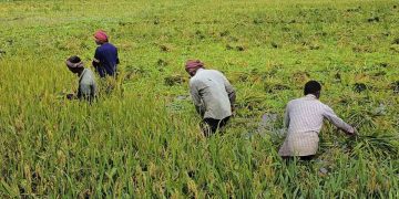 কুড়িগ্রামে টানা ঝড়-বৃষ্টিতে দিশেহারা কৃষক