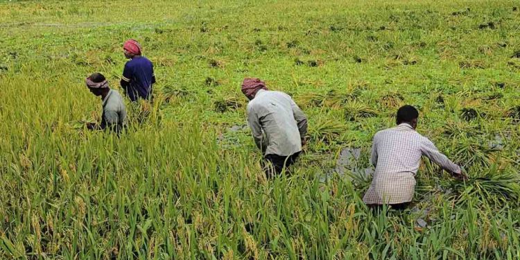 কুড়িগ্রামে টানা ঝড়-বৃষ্টিতে দিশেহারা কৃষক
