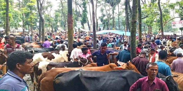 কুড়িগ্রামে বিএনপি নেতার ছেলের নামে ইজারা নেয়া হাটে অতিরিক্ত হাসিল আদায়ের অভিযোগ