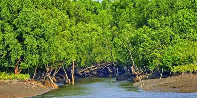 সুন্দরবনে সোমবার থেকে ৩ মাস ঢোকা নিষেধ