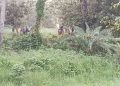 চাঁপাইনবাবগঞ্জ সীমান্তে ২৮ জনকে বিএসএফের পুশইনের চেষ্টা, বিজিবির বাধায় শূন্যরেখায় অবস্থান