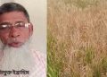 তানোরে আদালতের আদেশ অমান্য করে জমির পাকা ধান পুড়িয়ে দেয়ার অভিযোগ 