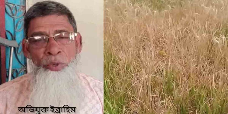 তানোরে আদালতের আদেশ অমান্য করে জমির পাকা ধান পুড়িয়ে দেয়ার অভিযোগ 