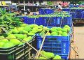 রাজশাহীর আমের বাজারে শেষ মৌসুমের ব্যস্ততা, ভালো দামের আশায় চাষি ও ব্যবসায়ীরা