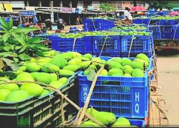 রাজশাহীর আমের বাজারে শেষ মৌসুমের ব্যস্ততা, ভালো দামের আশায় চাষি ও ব্যবসায়ীরা