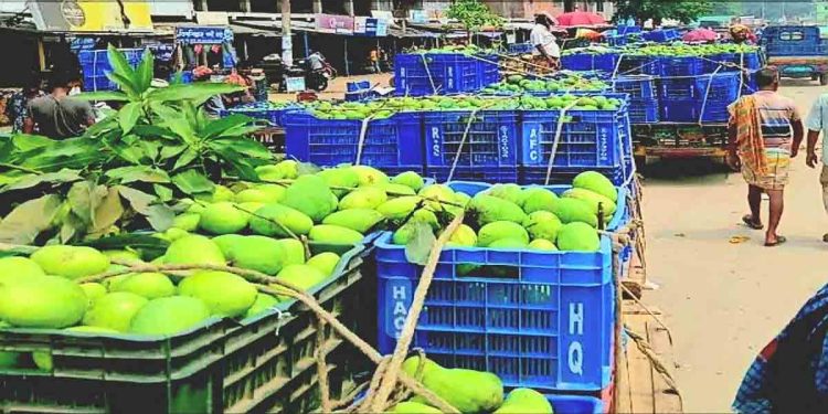 রাজশাহীর আমের বাজারে শেষ মৌসুমের ব্যস্ততা, ভালো দামের আশায় চাষি ও ব্যবসায়ীরা
