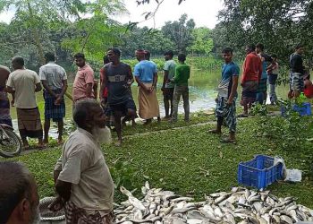 স্বেচ্ছাসেবকদল নেতার পুকুরে রাতের অন্ধকারে বিষ প্রয়োগ, ৭ লাখ টাকার মাছ নিধনের অভিযোগ