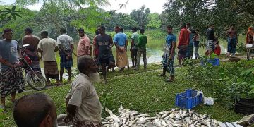 স্বেচ্ছাসেবকদল নেতার পুকুরে রাতের অন্ধকারে বিষ প্রয়োগ, ৭ লাখ টাকার মাছ নিধনের অভিযোগ