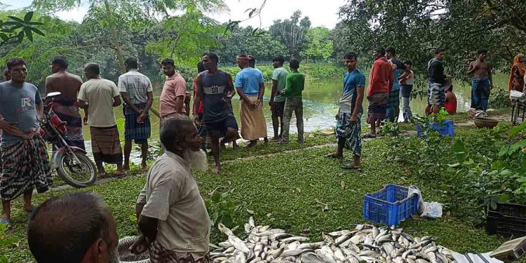 স্বেচ্ছাসেবকদল নেতার পুকুরে রাতের অন্ধকারে বিষ প্রয়োগ, ৭ লাখ টাকার মাছ নিধনের অভিযোগ