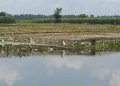 কুড়িগ্রামে দু’দফা বন্যায় ফসলের ক্ষতি ৩১৪ কোটি টাকা