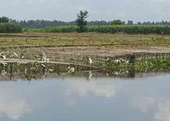 কুড়িগ্রামে দু’দফা বন্যায় ফসলের ক্ষতি ৩১৪ কোটি টাকা