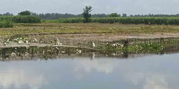 কুড়িগ্রামে দু’দফা বন্যায় ফসলের ক্ষতি ৩১৪ কোটি টাকা