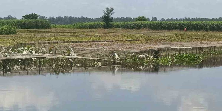 কুড়িগ্রামে দু’দফা বন্যায় ফসলের ক্ষতি ৩১৪ কোটি টাকা