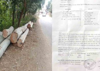নিয়ামতপুরে প্রায় সাড়ে ৪ লাখ টাকার সরকারি গাছ কাটার অভিযোগ, স্বীকার প্রধান অভিযুক্তের