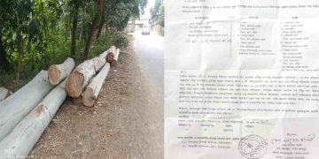 নিয়ামতপুরে প্রায় সাড়ে ৪ লাখ টাকার সরকারি গাছ কাটার অভিযোগ, স্বীকার প্রধান অভিযুক্তের