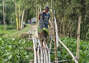 ৩ অর্থবছরেও হয়নি বরাদ্দের কালভার্ট, বাঁশের সাঁকোতেই ঝুঁকি নিয়ে পারাপার 