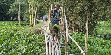 ৩ অর্থবছরেও হয়নি বরাদ্দের কালভার্ট, বাঁশের সাঁকোতেই ঝুঁকি নিয়ে পারাপার 