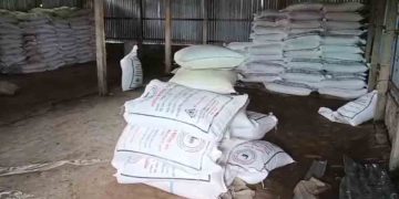 কুড়িগ্রামের ভূরুঙ্গামারীতে মিলছে না সার, বিপাকে প্রান্তিক কৃষক