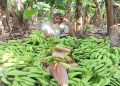 রাতের আঁধারে কেটে ফেলা হলো ২,৫০০ কলার থোড়, কৃষকের দাবি ক্ষতি ১০ লাখ টাকা