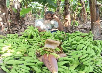 রাতের আঁধারে কেটে ফেলা হলো ২,৫০০ কলার থোড়, কৃষকের দাবি ক্ষতি ১০ লাখ টাকা