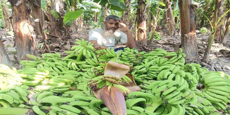 রাতের আঁধারে কেটে ফেলা হলো ২,৫০০ কলার থোড়, কৃষকের দাবি ক্ষতি ১০ লাখ টাকা